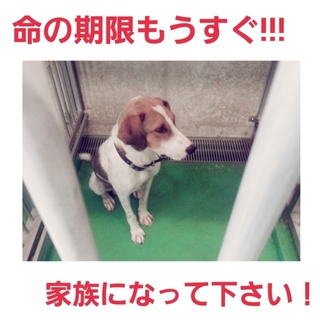 飼い主さんのお迎えがありました!!