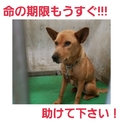 飼い主さんのお迎えがありました!!!