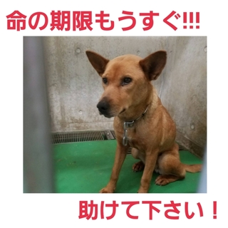 飼い主さんのお迎えがありました!!!