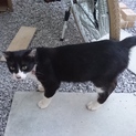 【ハチワレ】寂しがり屋の野良猫ちゃんの里親様募集