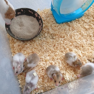 ゴールデン×キンクマ