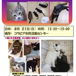  知らないうちに増えていくのが猫