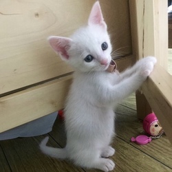 子猫里親会＊一時預かりボランティアさん募集説明会