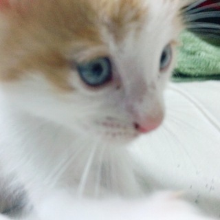 かわいいめすの子猫ちゃんの里親さま募集