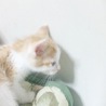かわいいめすの子猫ちゃんの里親さま募集 サムネイル2