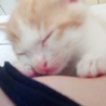 かわいいめすの子猫ちゃんの里親さま募集 サムネイル4
