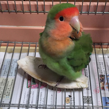 カトルボーンを齧らずに、必ず乗るのです。