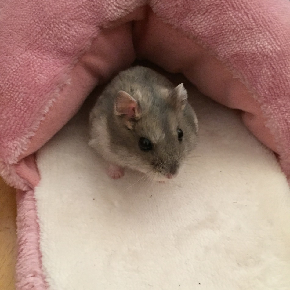 まろのカバー写真