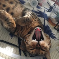 ルイアン