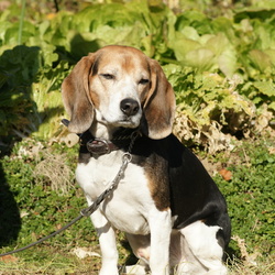 「悪い仔、良い仔、理想の仔（私的”躾論”）」サムネイル1