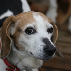 「悪い仔、良い仔、理想の仔（私的”躾論”）」サムネイル2