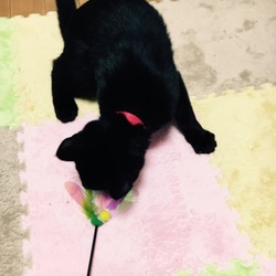 新しいおもちゃ！