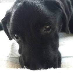 「さようなら、ラヴィ」サムネイル3