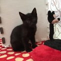 可愛い慣れ慣れ1ヶ月黒猫