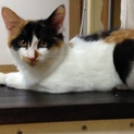 子猫ちゃんの里親さん募集