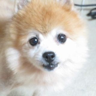 「ムーラン」人懐こくあまったれ