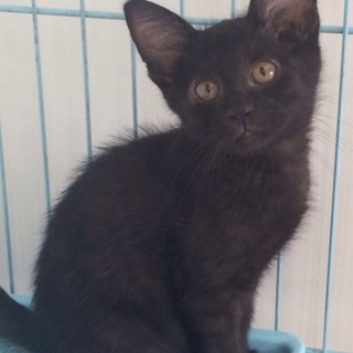 黒キジ姉妹のおてんば黒ちゃん