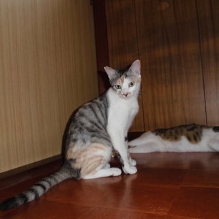 仲の良い兄弟猫の妹（茶々）