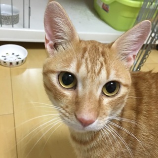 茶トラの甘えん坊な１歳くらいの男の子
