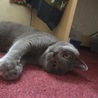 ハリネズミひろ