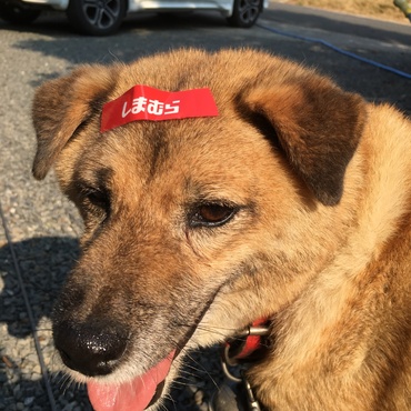 ファッションセンターしまむら犬