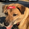ファッションセンターしまむら犬