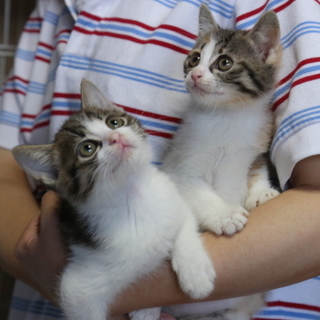 生後２カ月　ミケ♀＆サバトラ♂