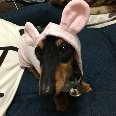 うさぎ犬