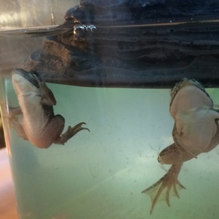 トウキョウダルマガエル２匹