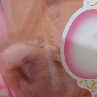 ♂イエローラインジャンがリアン♂里親様募集