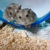 6月21日生まれのハムちゃんの里親さん募集！ サムネイル5