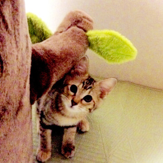 とってもかわいい！　アメショ柄のMIX 5月生まれ