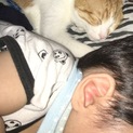 保護猫一時停止