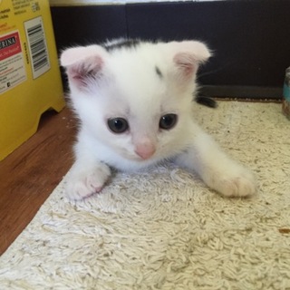 里親を募集してます  白の黒ぶち君オス