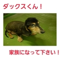ダックス君19日現時点募集ゼロ！どうか助けて！
