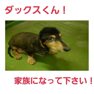 ダックス君19日現時点募集ゼロ！どうか助けて！