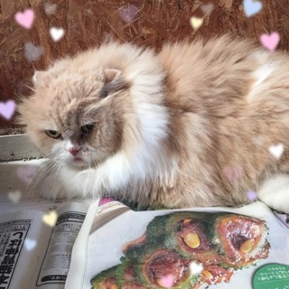 スコティッシュ（オス）