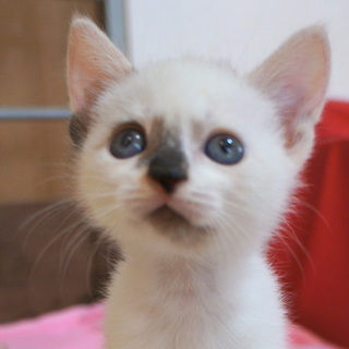 シャム系★犬との暮らしもＯＫ！（姉妹子猫）