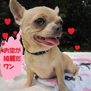 大人しくて可愛いチワワ　ダッコ大好きです