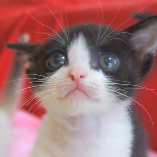 黒白★犬同居ＯＫ★なつこく可愛いです！（姉妹子猫）