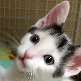 前髪かわいい☆竹千代くん