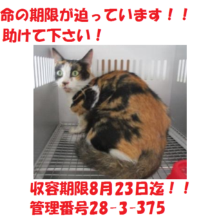 里親決定しました☆本当に有り難うございました！！