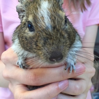 デグーの里親募集！