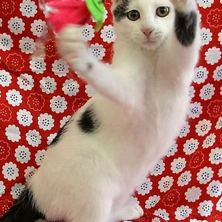 素敵なドット柄☆サン太くん