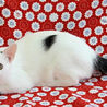 素敵なドット柄☆サン太くん サムネイル2