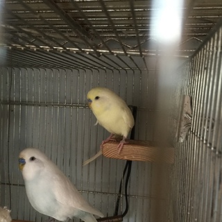 綺麗なセキセイインコのオス（クリーム色）