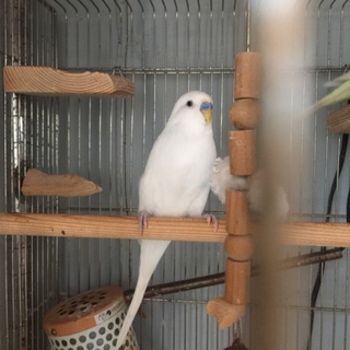 綺麗なセキセイインコのオス（白～水色）