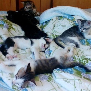 ありがとうございました