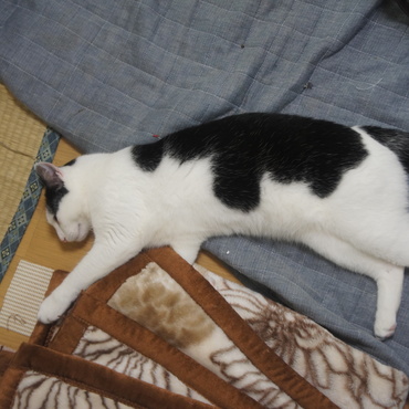 遊びまわって敷物ぐちゃぐちゃにして疲れ寝･･･なおして･･･