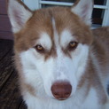 茶色ハスキーのペコくん